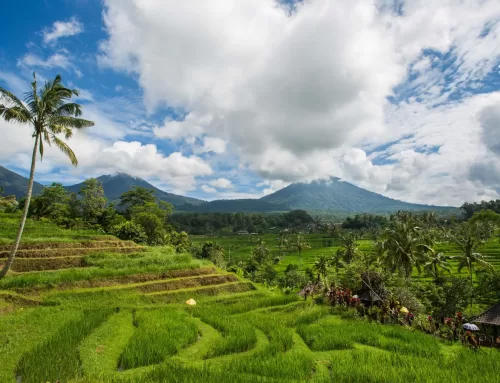 Jatiluih Rice Terrace