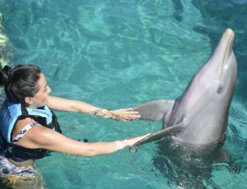 Swim With Dolphin